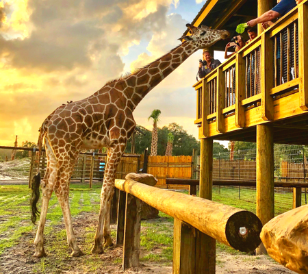 Family Day Out: Central Florida's Best Zoos and Wildlife Sanctuaries