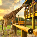 Family Day Out: Central Florida's Best Zoos and Wildlife Sanctuaries